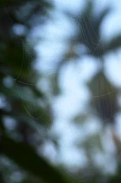 The silk thread of a spider's web is made up of rough hydrophillic (water att Stock Photos