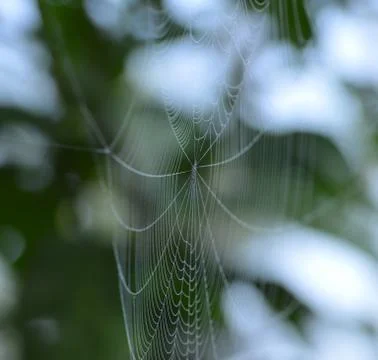 The silk thread of a spider's web is made up of rough hydrophillic (water att Stock Photos
