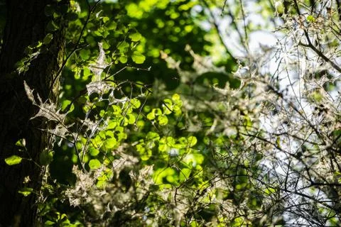 Silk thread webs on a tree with spindle ermine moth infestation Stock Photos