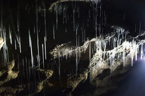 Silk threads of glow worms. Stock Photos