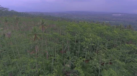 Silk tree forest Stock Footage 129349477