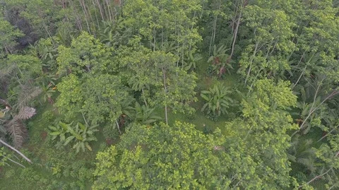 Silk tree forest Stock Footage 129349511