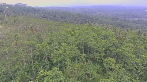 Silk tree forest Stock Footage 129349521