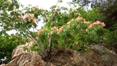 Silk tree growing from rocks Stock Footage 335550887