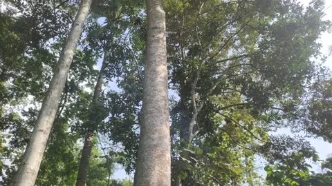 A Silk Tree Grows Tall Stock Footage 323333176