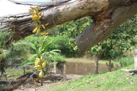 Silk Tree or Sengon trees are cut down at the edge of the bridge. Foto stock