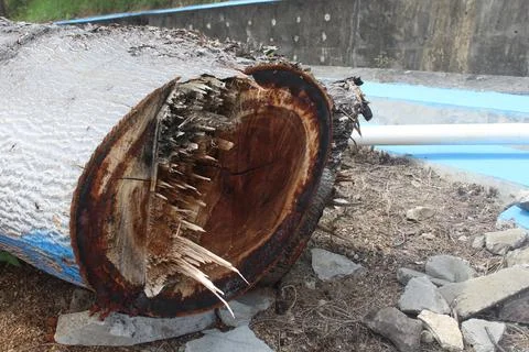 Silk Tree or Sengon trees are cut down at the edge of the bridge. Foto stock