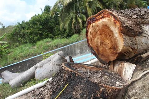 Silk Tree or Sengon trees are cut down at the edge of the bridge. Foto stock