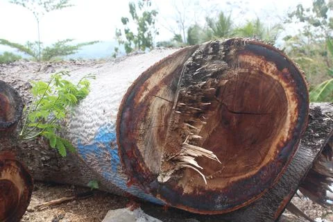 Silk Tree or Sengon trees are cut down at the edge of the bridge. Foto stock