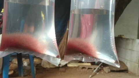 Silk warms Stock Footage 253054609