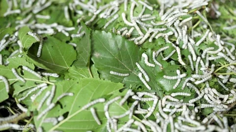 Silk Worm Butterfly made Expensive Textile Cotton String Iran Luxury Animal Stock Footage 324884110