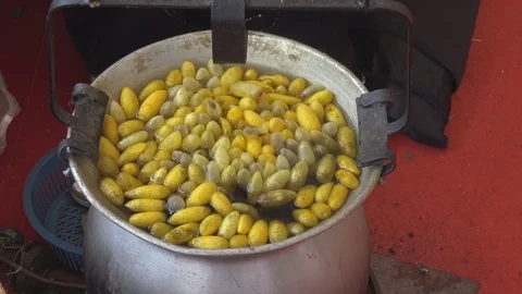 Silk worm cocoon in boiled water. Stock Footage 73310035