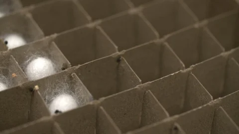 Silk worm cocoons in crate Stock-Footage 93523678