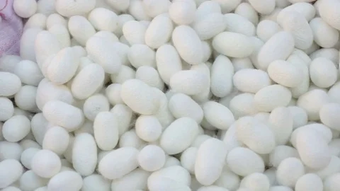 Silk worm cocoons Stock Footage 82056198