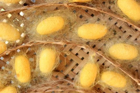 Silk worm cocoons nests Stock Photos