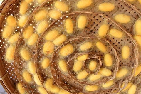 Silk worm cocoons nests Stock Photos