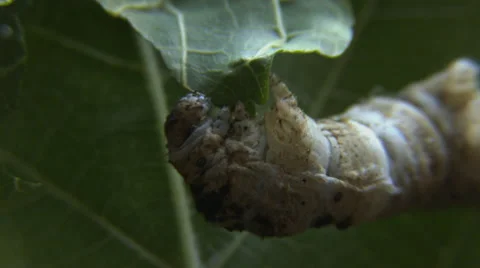 Silk worm eats mulberry leaf 3 Stock Footage 40650933