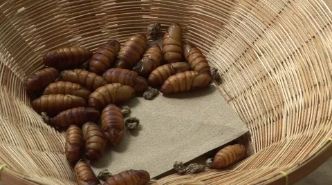 Silk worm farm Stock Footage 583254