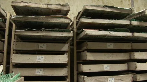 Silk worm farm Stock Footage 583257
