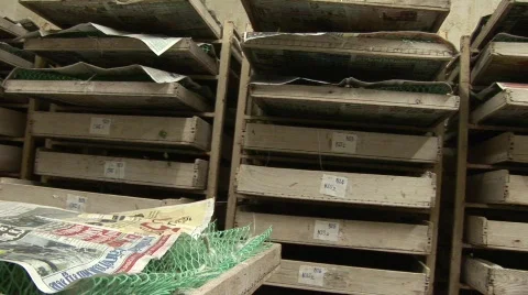 Silk worm farm Stock Footage 583263