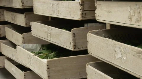 Silk worm farm Stock Footage 583264