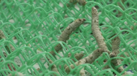 Silk worm farm Stock-Footage 583268