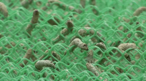 Silk worm farm Stock Footage 583271