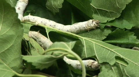 Silk worm farm Stock Footage 583275