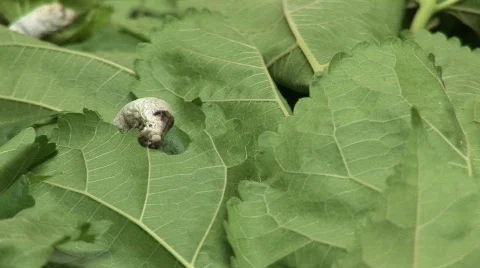 Silk worm farm Stock Footage 583281