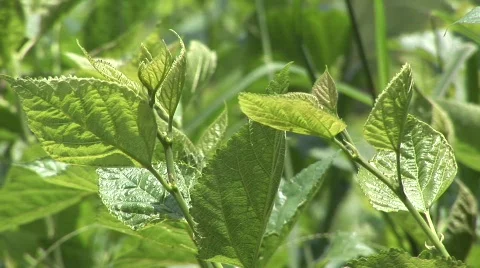 Silk worm farm Stock Footage 583299