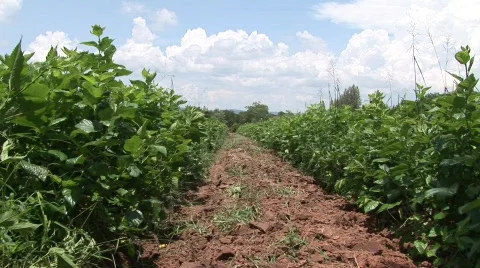 Silk worm farm Stock Footage 583307