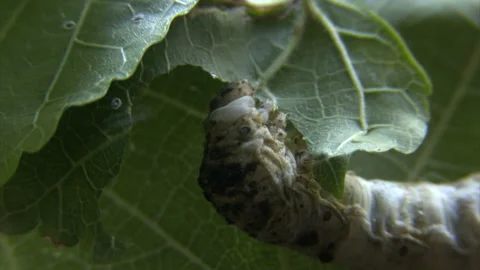 A silk worm feeds on the edge of a mulberry leaf, 4K. Stock Footage 243918404