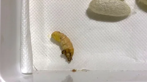 Silk Worm Hatching Larva Stockbeeldmateriaal 96508411