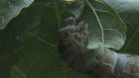 A silk worm munches a mulberry leaf close. 4K. Stock Footage 243914573
