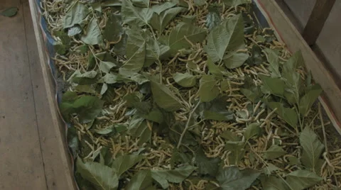 Silk worms aka Bombyx mori in a box full of Mulberry leaves Stock Footage 48007472
