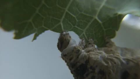 Silk worms close up feed on mulberry leaves, 4K. Stock Footage 243916722