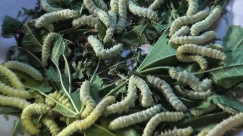 Silk worms in the manufacturing unit of Silk in Thailand Stock Footage 144113931