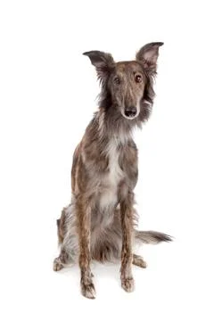 Silken Windhound Stock Photos