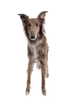 Silken Windhound Stock Photos