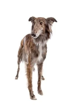 Silken Windhound Stock Photos