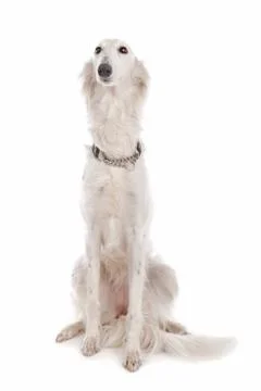 Silken Windhound Stock Photos