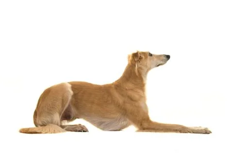 Silken windsprte dog lying down isolated on a white background seen from the  Stock Photos