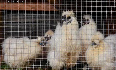 Silkies in Cage Stock Photos