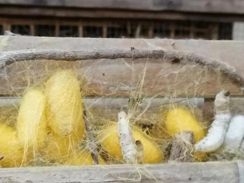 Silkworm and cocoons from which through boiling and thread silk is produced Stock Photos