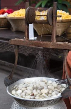 Silkworm boil , silk string processing Stock Photos