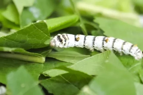 Silkworm caterpillar on, mulberry leaves. Stock Photos