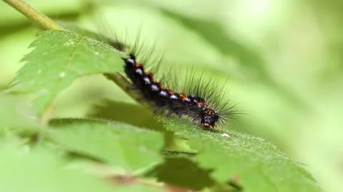 Silkworm caterpillar sits on a leaf Stock Photos