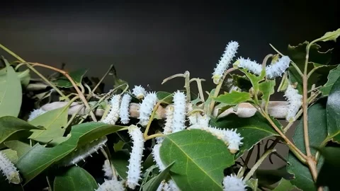 Silkworm caterpillars feed on leaves in  timelapse Stock Footage 337344817
