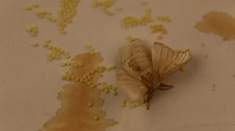 Silkworm chrysalis laying eggs Stock Footage 17546567