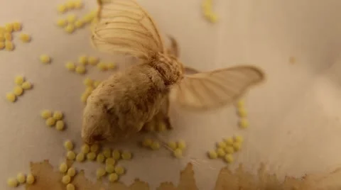 Silkworm chrysalis laying eggs Stock Footage 17548811
